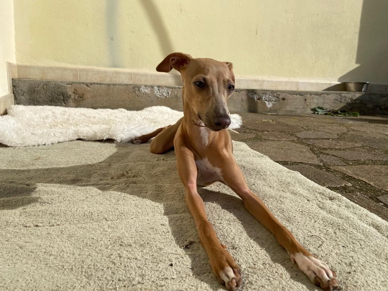 Galleta wünscht sich ein Zuhause
