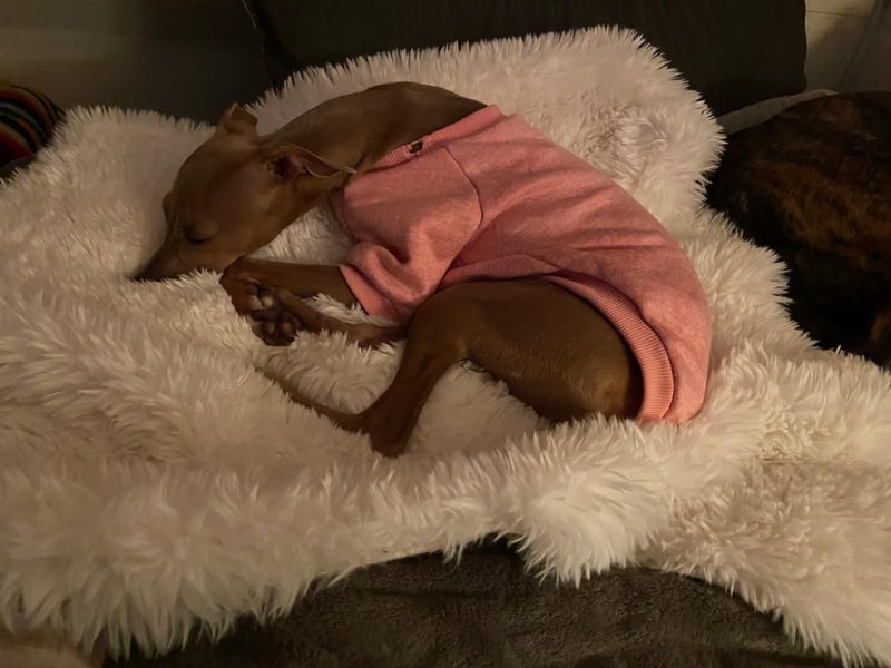 Galleta wünscht sich ein Zuhause