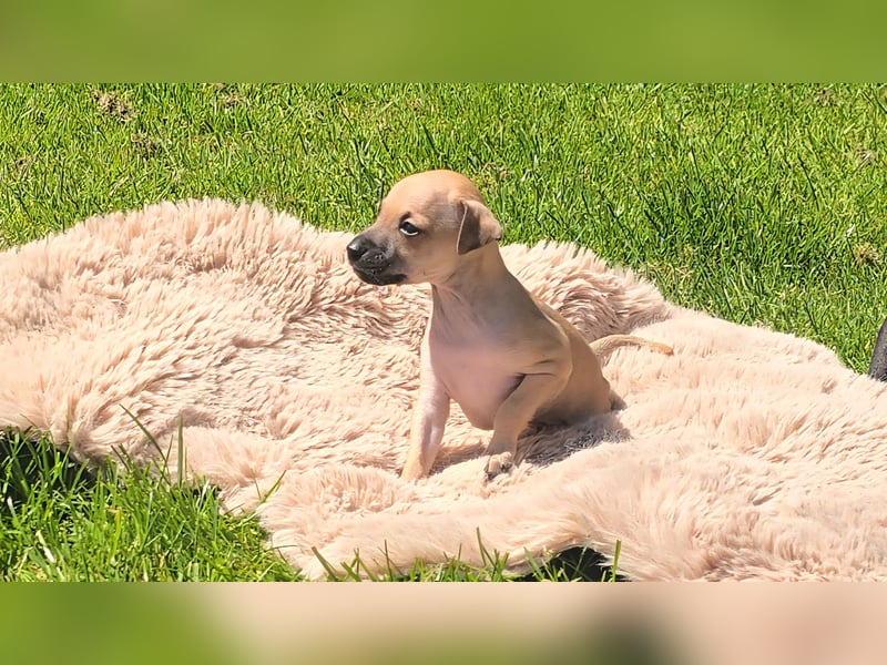 Zuckersüße Windspiel-Welpen