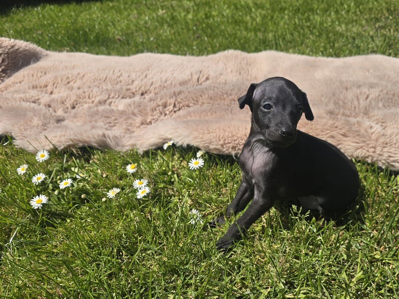 Zuckersüße Windspiel-Welpen
