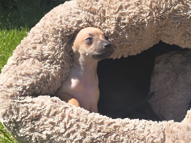 Zuckersüße Windspiel-Welpen