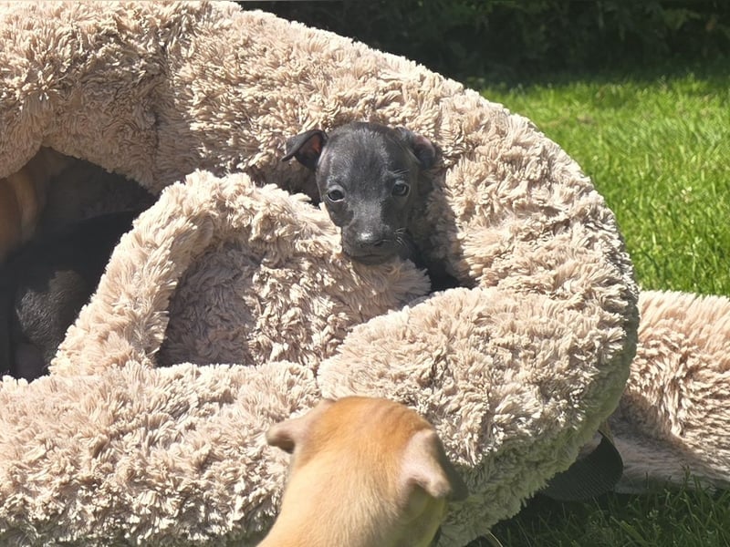 Zuckersüße Windspiel-Welpen