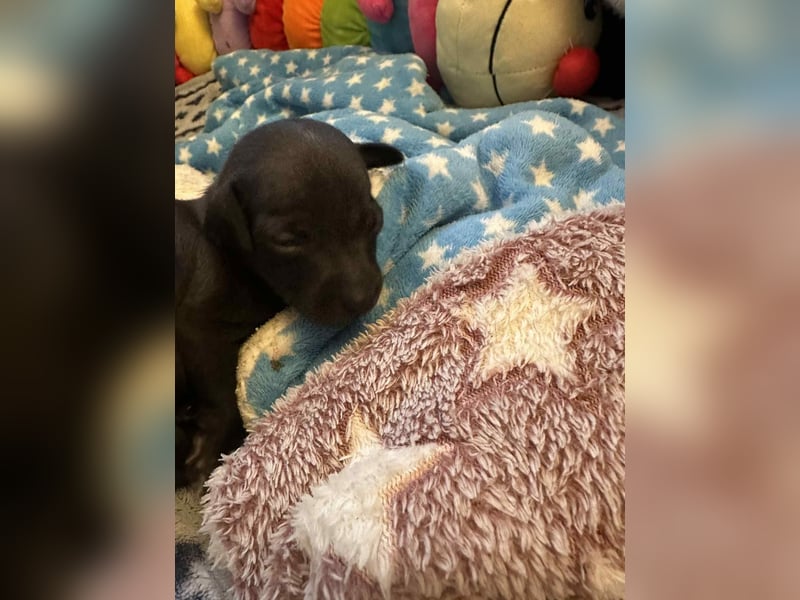 Italienische Windspiel Welpen mit Ahnentafel VDH / DWZRV