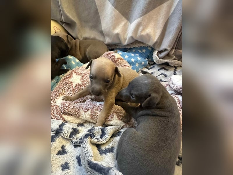 Italienische Windspiel Welpen mit Ahnentafel VDH / DWZRV