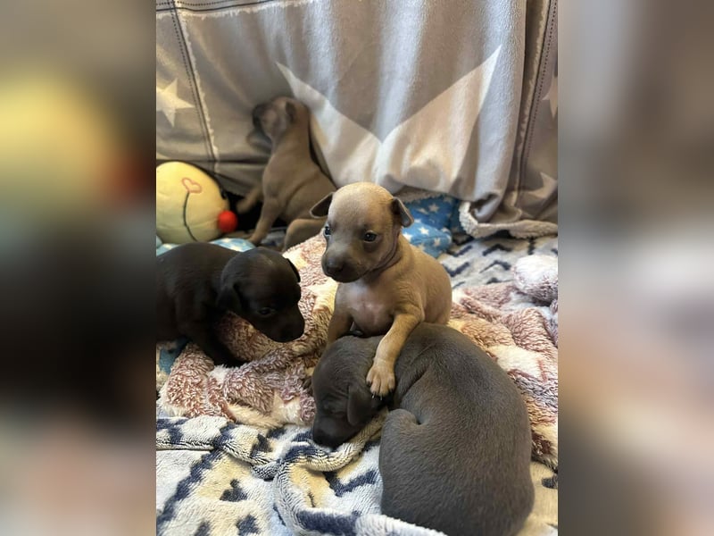 Italienische Windspiel Welpen mit Ahnentafel VDH / DWZRV