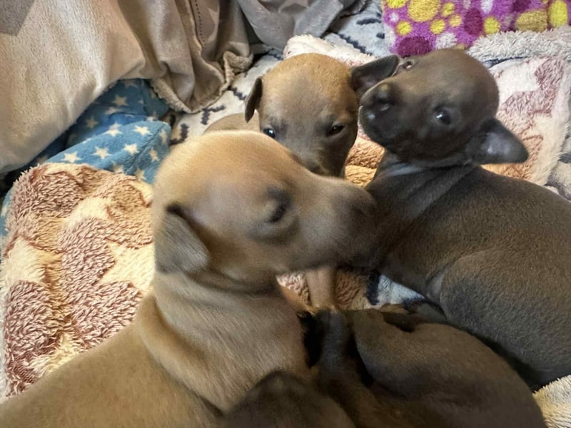 Italienische Windspiel Welpen mit Ahnentafel VDH / DWZRV