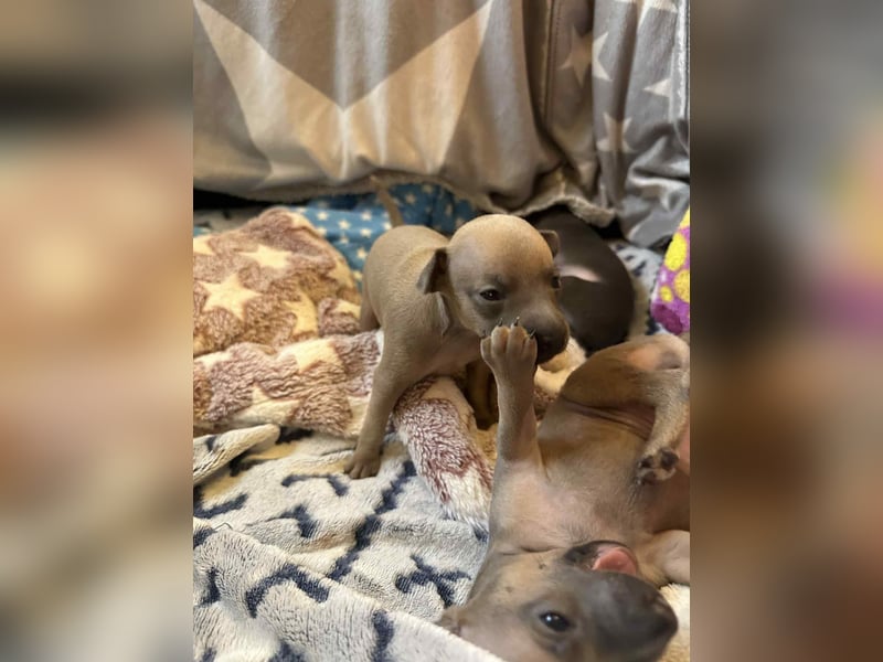 Italienische Windspiel Welpen mit Ahnentafel VDH / DWZRV