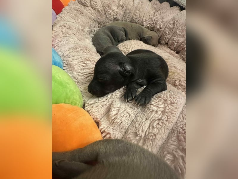 Italienische Windspiel Welpen mit Ahnentafel VDH / DWZRV