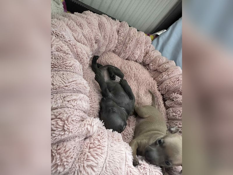 Italienische Windspiel Welpen mit Ahnentafel VDH / DWZRV