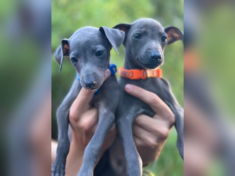 Italienisches Windspiel /italian   greyhound / Italienischer Windhund