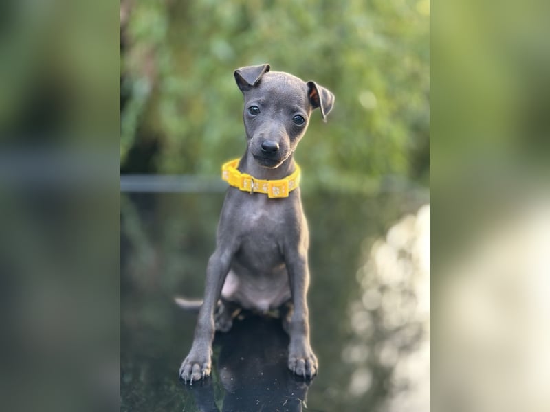 Italienisches Windspiel /italian   greyhound / Italienischer Windhund