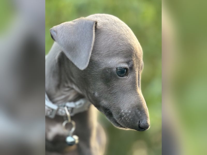 Italienisches Windspiel /italian   greyhound / Italienischer Windhund