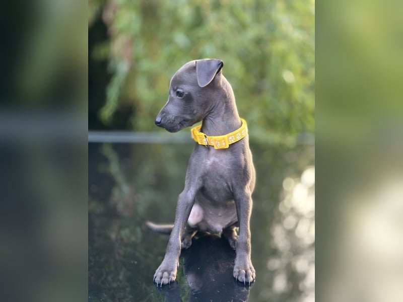 Italienisches Windspiel /italian   greyhound / Italienischer Windhund