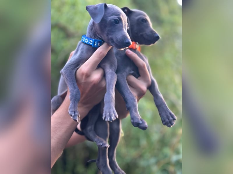 Italienisches Windspiel /italian   greyhound / Italienischer Windhund
