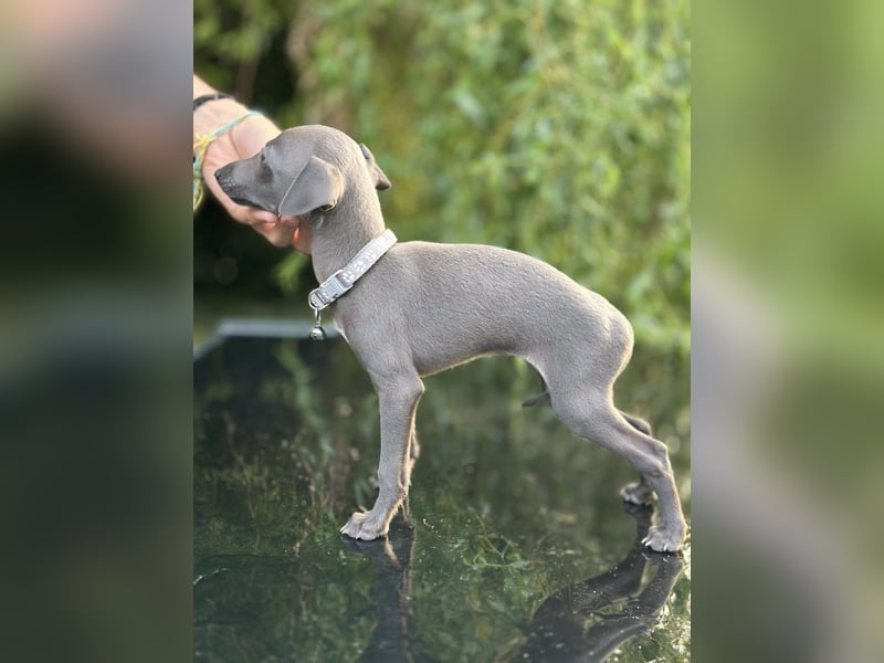 Italienisches Windspiel /italian   greyhound / Italienischer Windhund