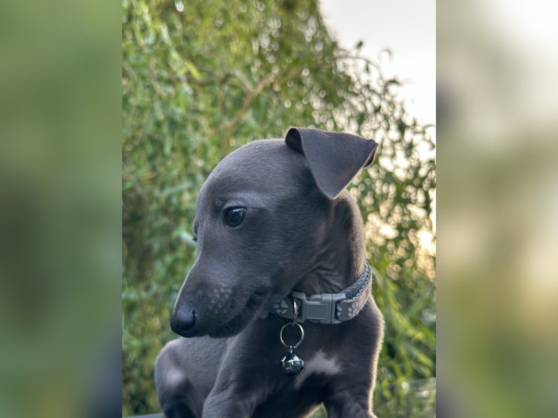 Italienisches Windspiel /italian   greyhound / Italienischer Windhund