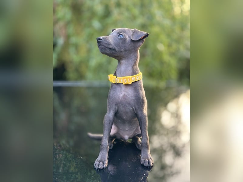 Italienisches Windspiel /italian   greyhound / Italienischer Windhund