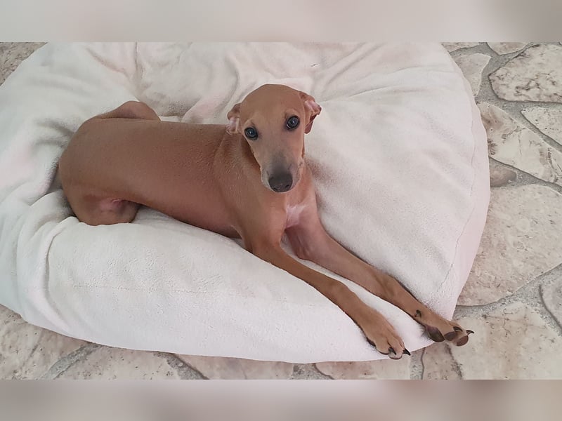 Italienisches Windspiel ... Italian Greyhound ... Sighthound