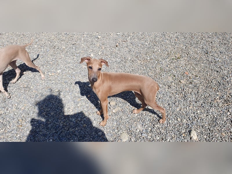 Italienisches Windspiel ... Italian Greyhound ... Sighthound