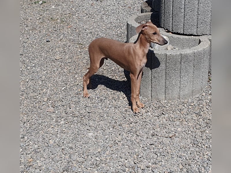 Italienisches Windspiel ... Italian Greyhound ... Sighthound