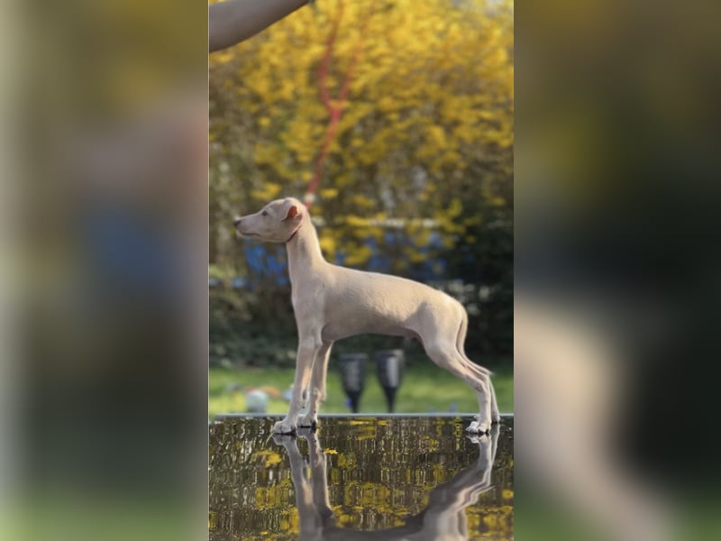 Italienisches Windspiel - Hunde & Welpen