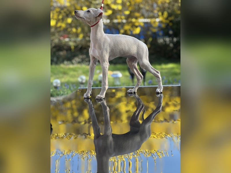Italienisches Windspiel - Hunde & Welpen