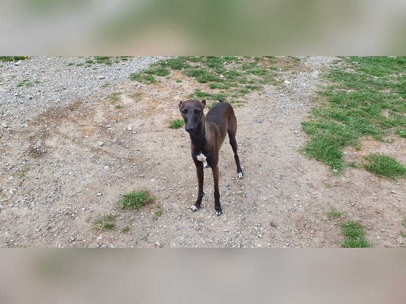 Italienisches Windspiel ... Italian Greyhound ... Sighthound