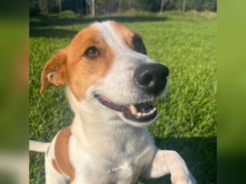 Oly - junger aktiver Jack Russel Mischling auf der Suche nach seinem Zuhause