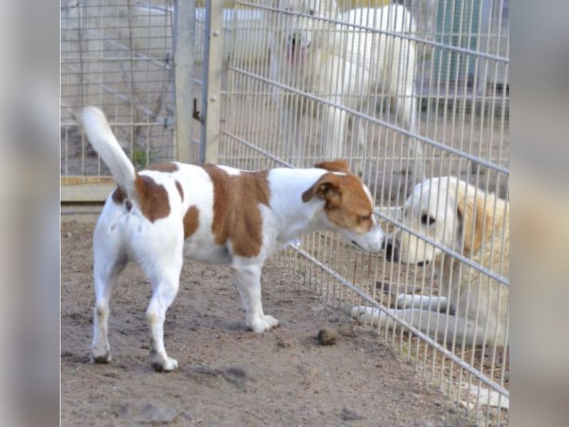 Oly - junger aktiver Jack Russel Mischling auf der Suche nach seinem Zuhause