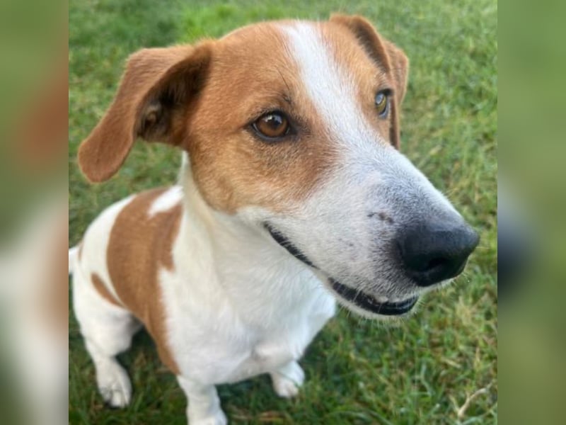 Oly - junger aktiver Jack Russel Mischling auf der Suche nach seinem Zuhause