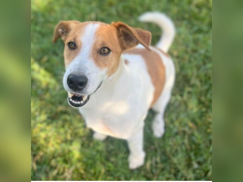 Oly - junger aktiver Jack Russel Mischling auf der Suche nach seinem Zuhause