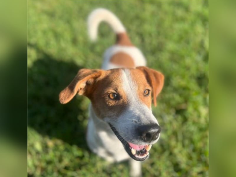 Oly - junger aktiver Jack Russel Mischling auf der Suche nach seinem Zuhause