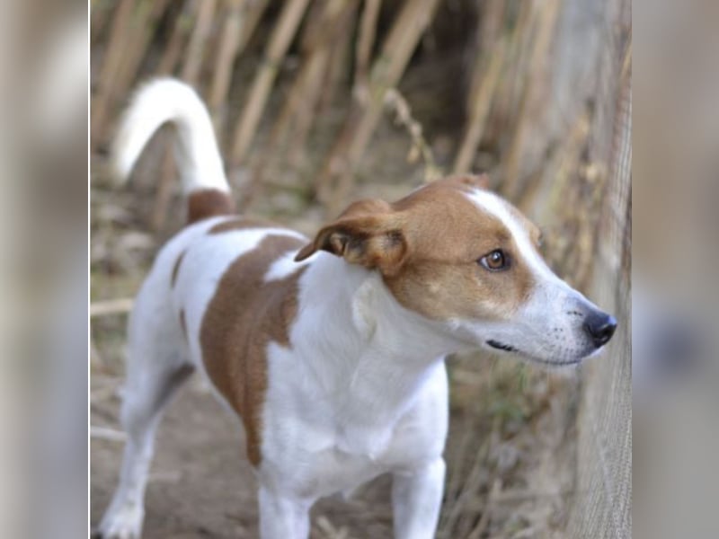 Oly - junger aktiver Jack Russel Mischling auf der Suche nach seinem Zuhause