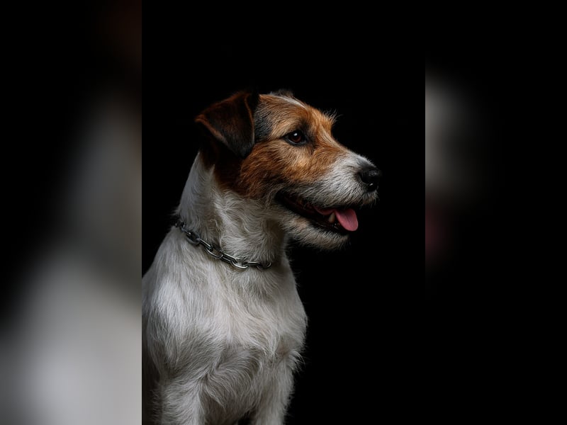 Jack Russell Terrier Deckrüde