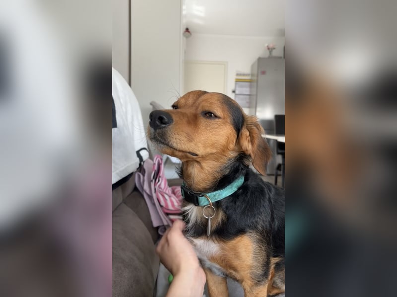 Liebevolles zuhause gesucht für unseren Hund Charly