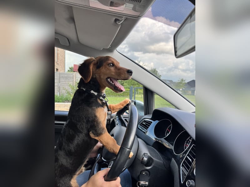 Liebevolles zuhause gesucht für unseren Hund Charly