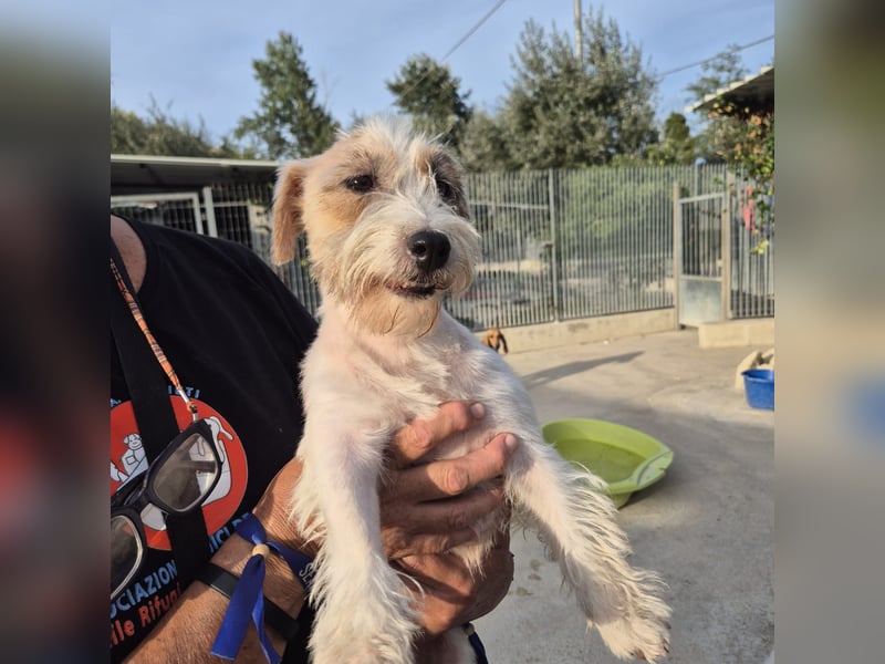 Violet - hat Interessenten - kleine Schönheit mit grossem Herzen - sucht ihr Zuhause