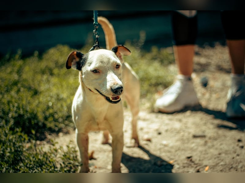 ALONZO ca. 1 J. aktiver, sportl. JRT-Terrier-Teenager
