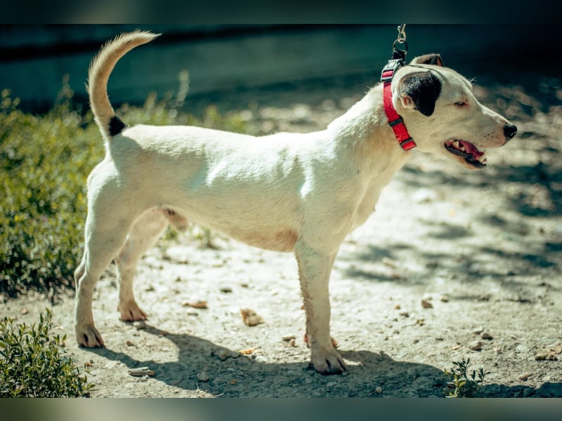 ALONZO ca. 1 J. aktiver, sportl. JRT-Terrier-Teenager