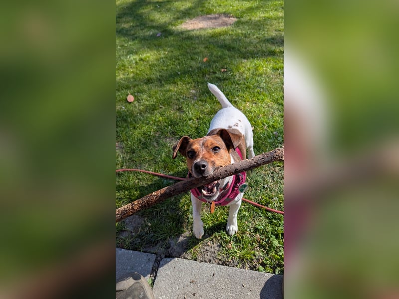 Jack Russel Terrier Hündin sucht DRINGEND erfahrenes Zuhause