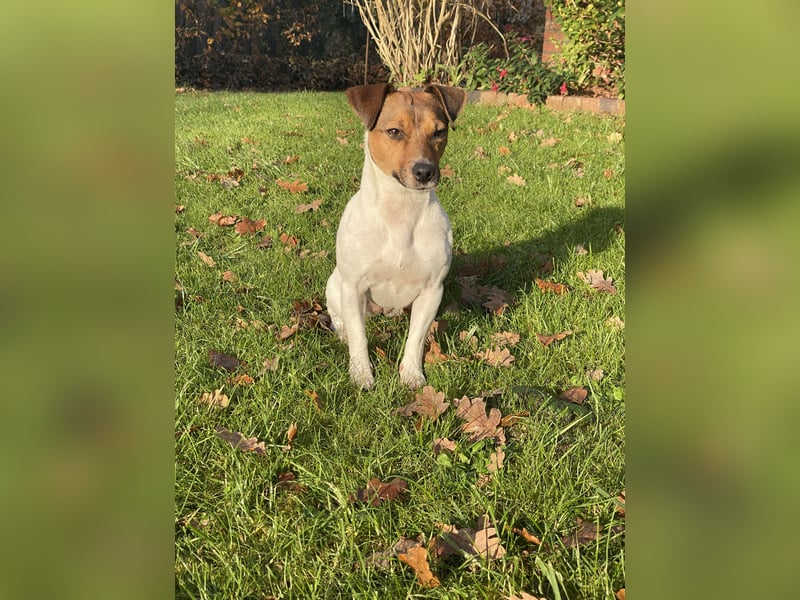 Jack Russel Terrier Hündin sucht DRINGEND erfahrenes Zuhause