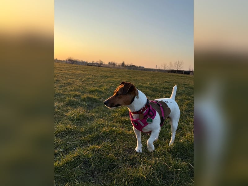 Jack Russel Terrier Hündin sucht DRINGEND erfahrenes Zuhause