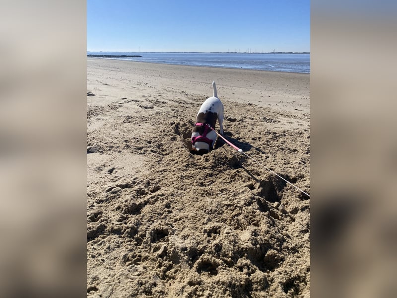 Jack Russel Terrier Hündin sucht DRINGEND erfahrenes Zuhause