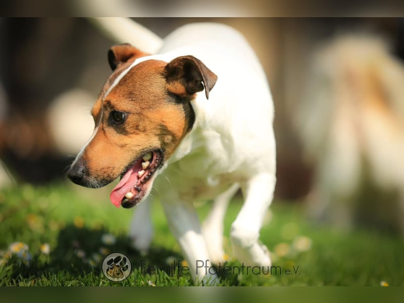 Bubi, menschenbezogener Jack Russell Terrier