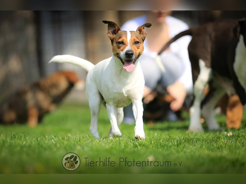 Bubi, menschenbezogener Jack Russell Terrier
