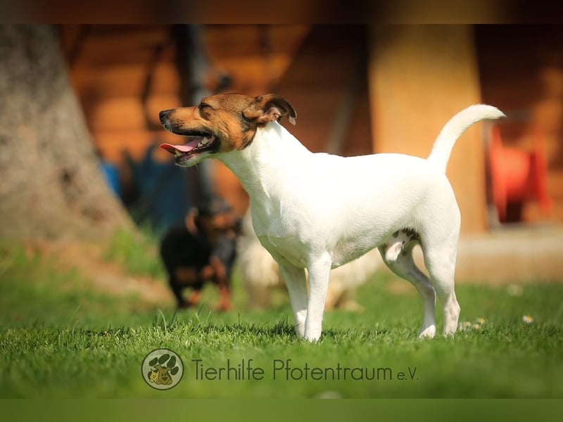 Bubi, menschenbezogener Jack Russell Terrier