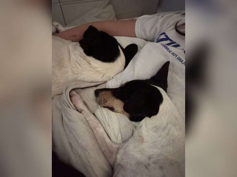 In Düsseldorf sucht Jack Russel Hündin ein neues Zuhause! MIT VIDOS!
