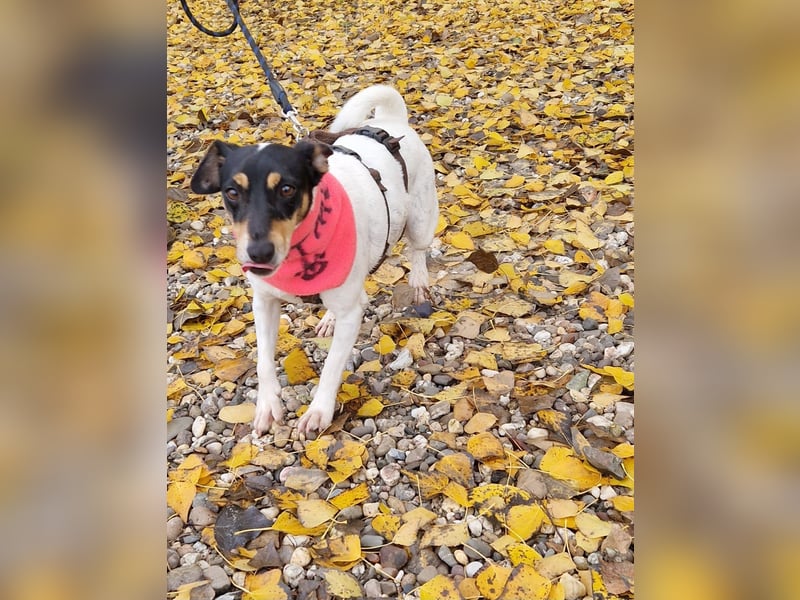In Düsseldorf sucht Jack Russel Hündin ein neues Zuhause! MIT VIDOS!
