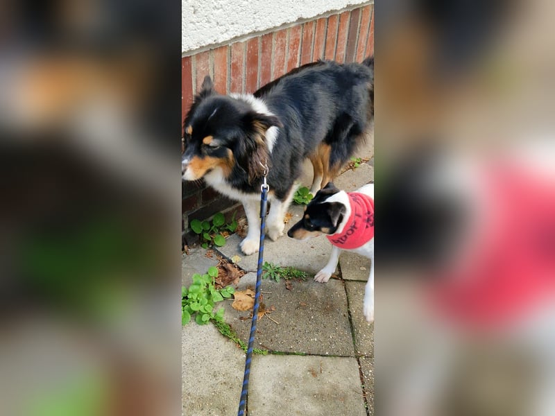 In Düsseldorf sucht Jack Russel Hündin ein neues Zuhause! MIT VIDOS!
