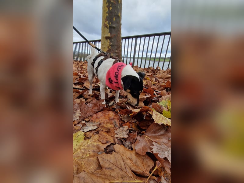 In Düsseldorf sucht Jack Russel Hündin ein neues Zuhause! MIT VIDOS!